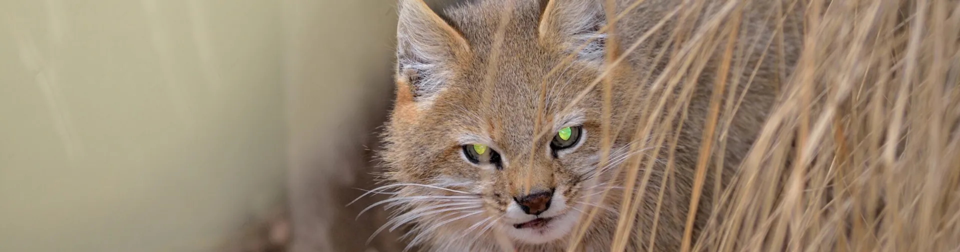 Compromiso con la Vida Silvestre