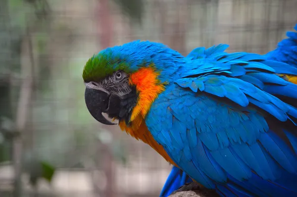 Guacamayo Azul