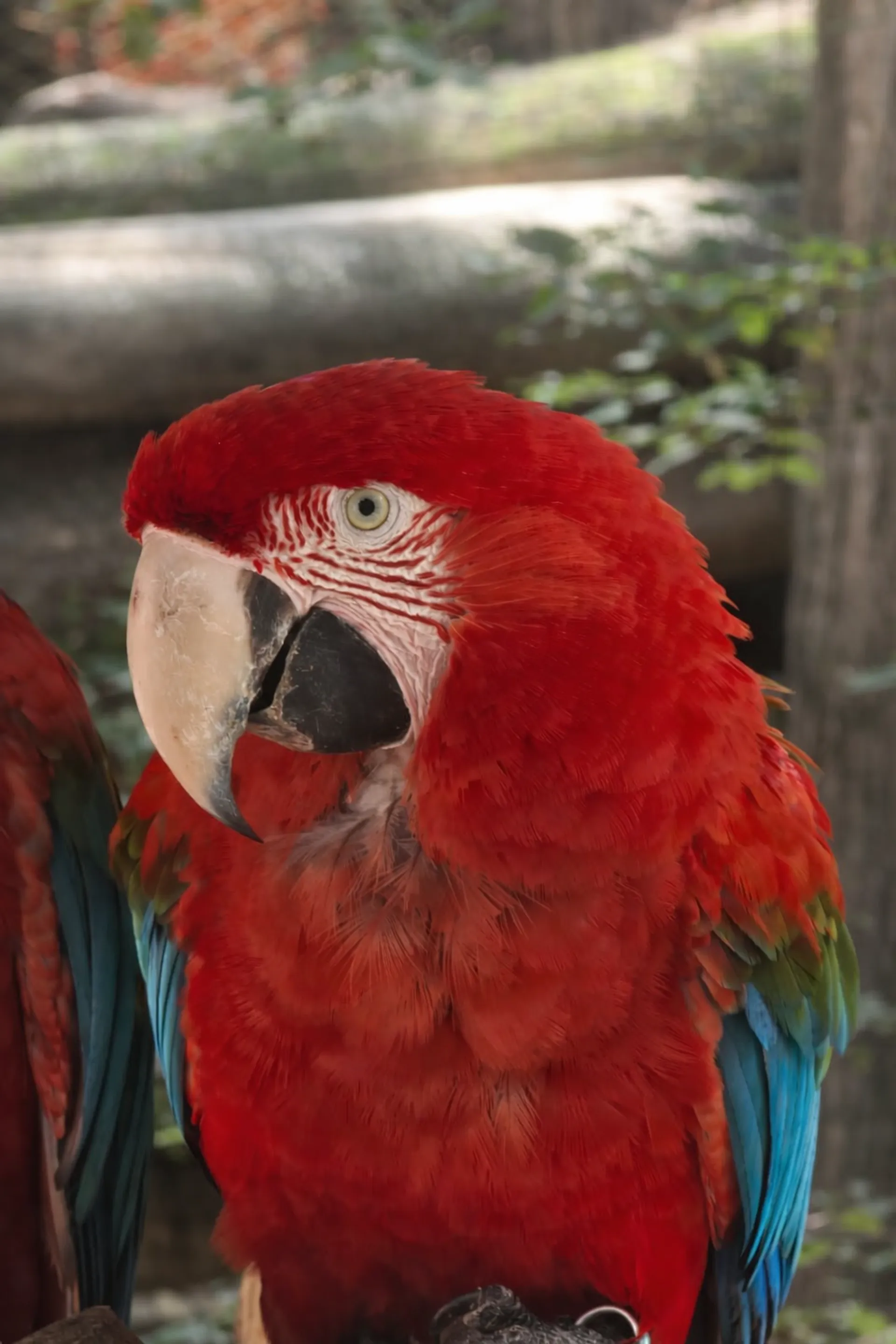 Guacamayo Rojo