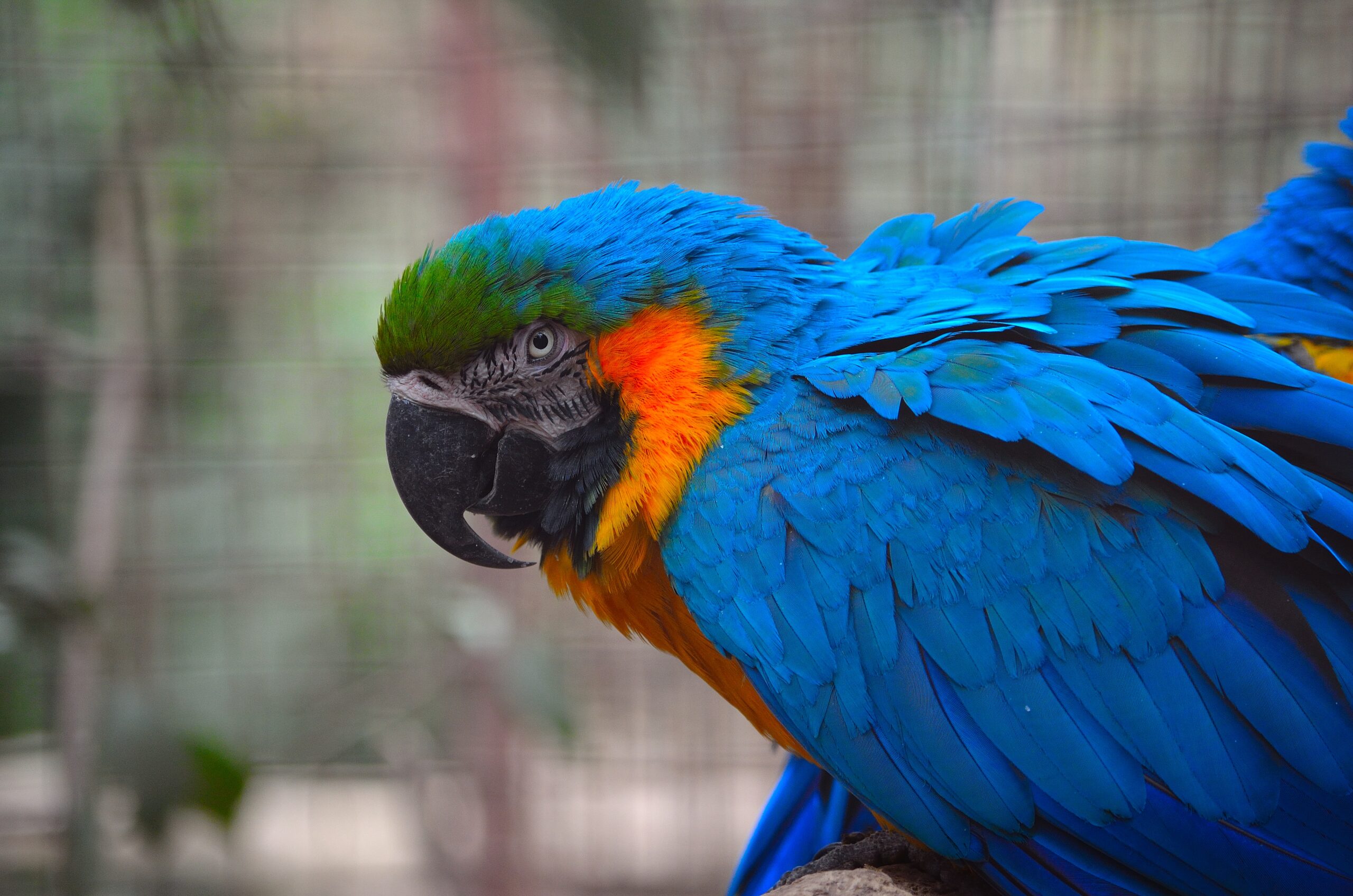 Guacamayo Azul